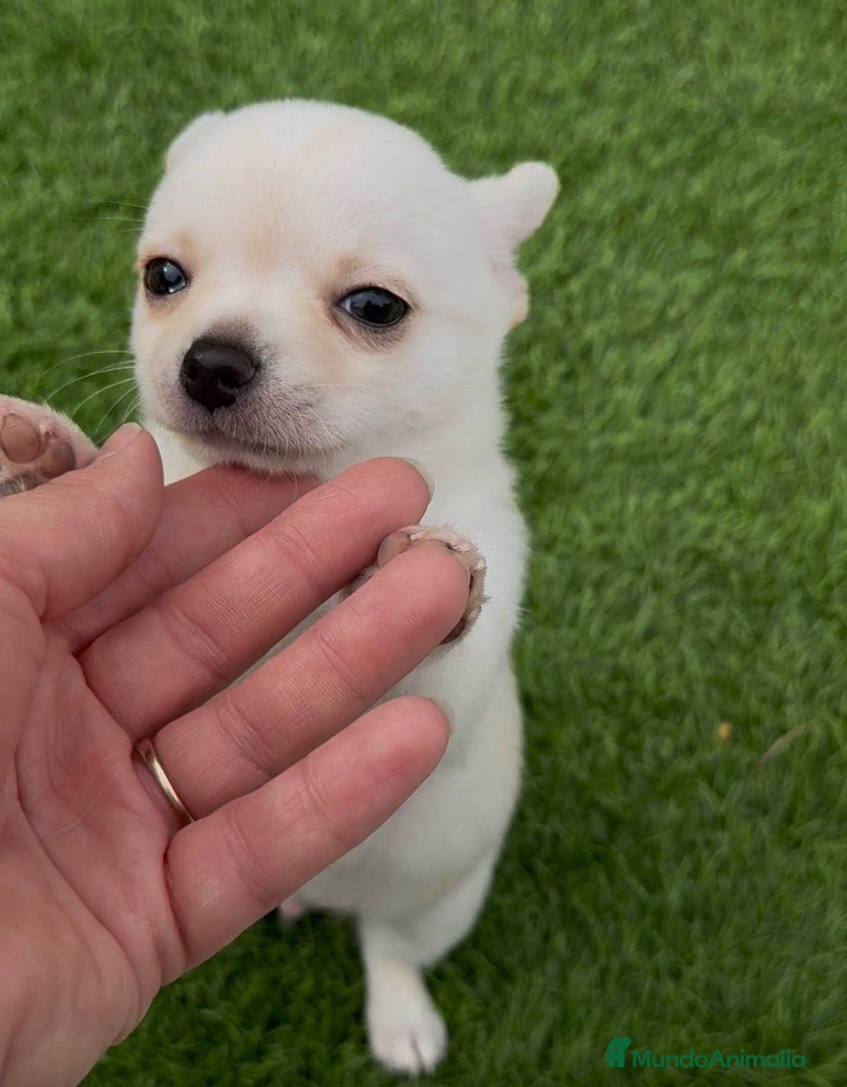 Chihuahua perros en venta: Osito de algodón chihuahua blanco  - Anuncio 2