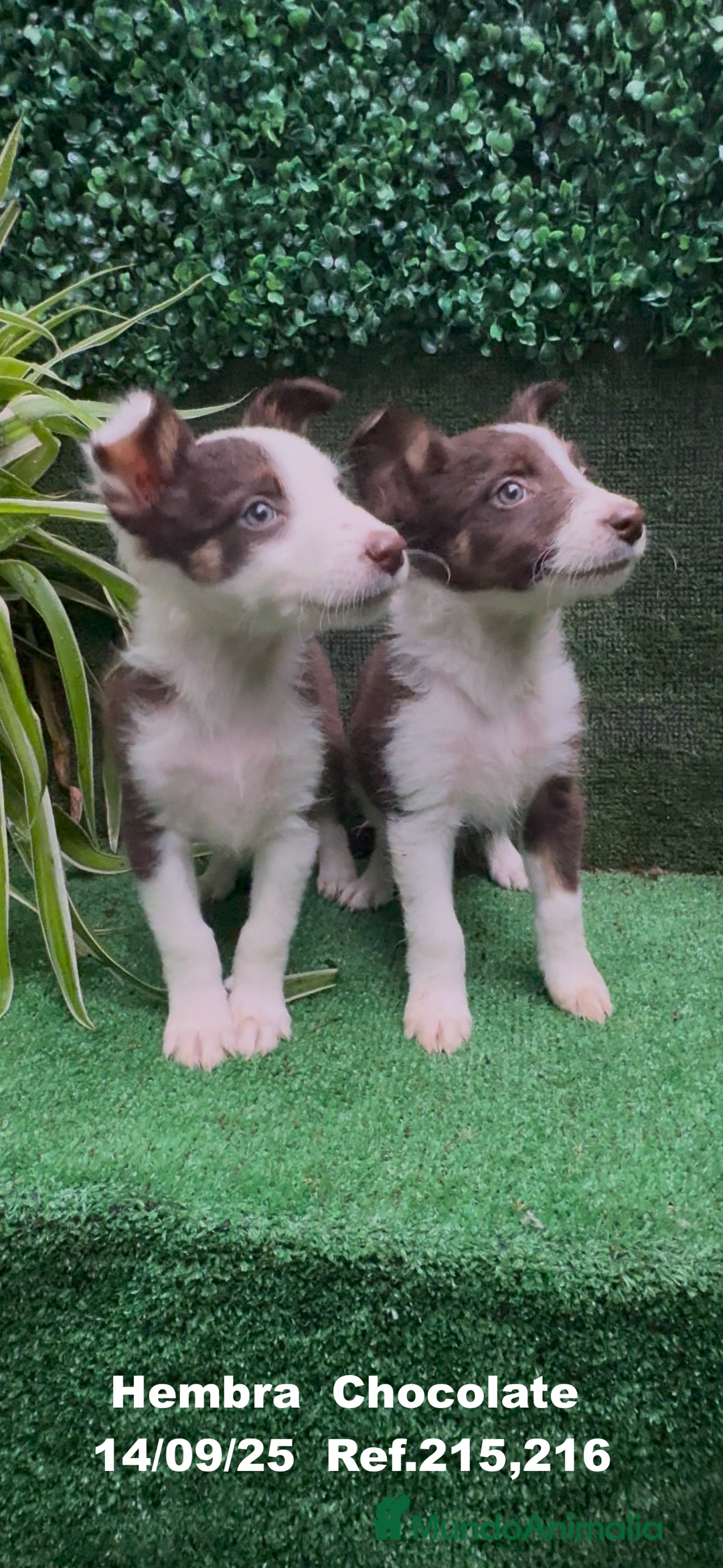 Border Collie perros en venta: Border Collie Chocolate - Imagen 6