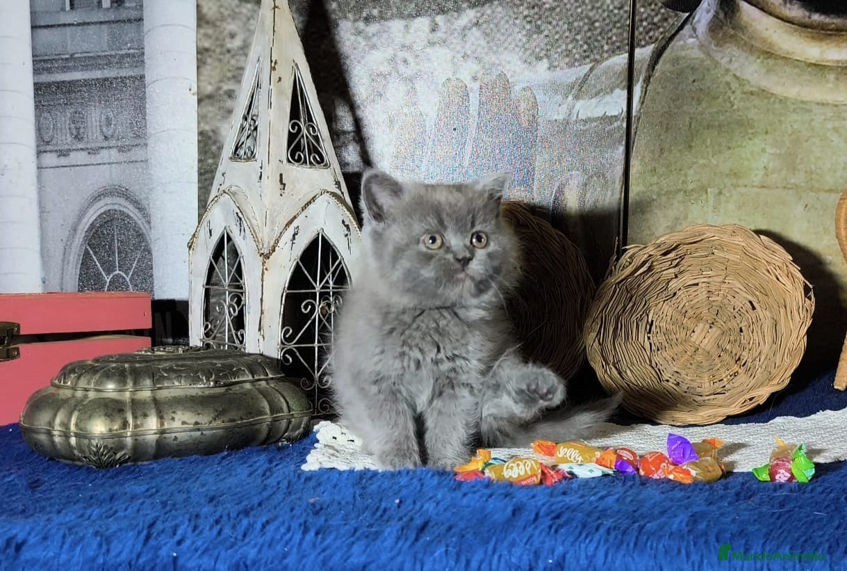Británico de Pelo Largo gatos Gatos brithish  - Anuncio 1