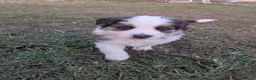 Border Collie perros en venta: Border collie  - Anuncio 1