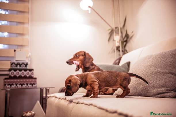 Teckel Miniatura perros TECKEL MINIATURA CACHORROS  - Anuncio 2