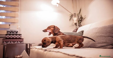 Teckel Miniatura perros - Anuncio 4