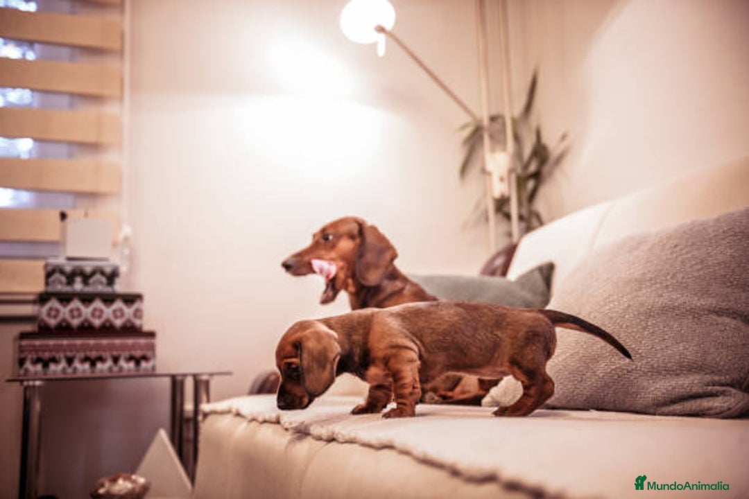 Teckel Miniatura perros en venta: TECKEL MINIATURA CACHORROS  - Imagen 2