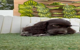 Cocker Spaniel Inglés perros en venta: COCKER RUANO - Imagen 17