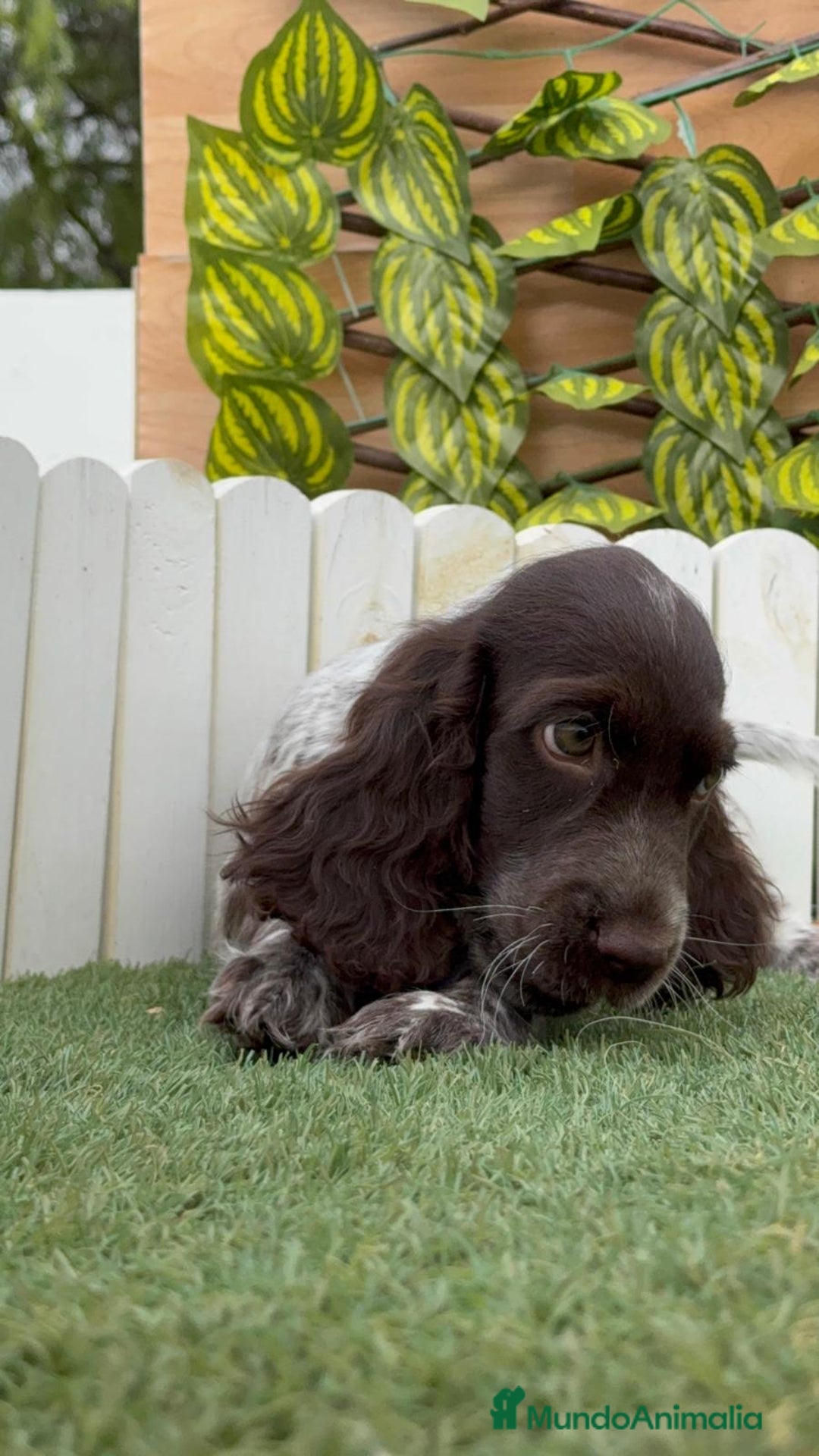 Cocker Spaniel Inglés perros en venta: COCKER RUANO - Imagen 17