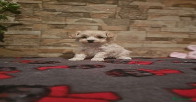 Maltipoo perros - Anuncio 9