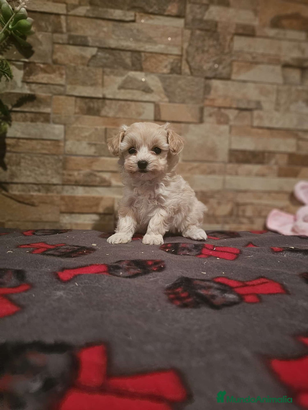 Maltipoo perros en venta: CAMADA DE MALTIPOO  - Imagen 2