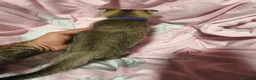 Scottish Fold gatos en venta: Scottish fold en Valencia - Anuncio 3