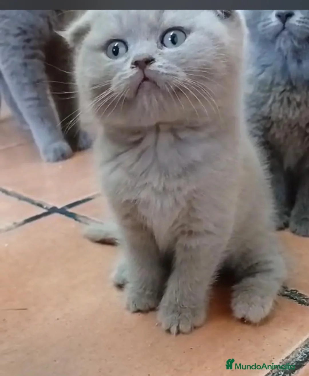 Scottish Fold gatos en venta: Hembra de scotish fold y lilac - Anuncio 1