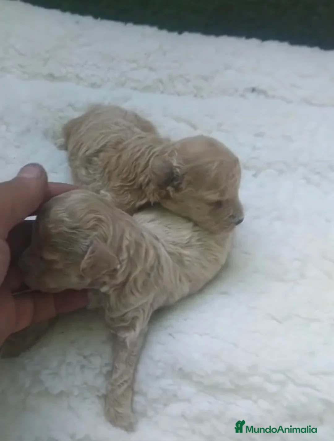 Caniche Toy perros en venta: Camadas de caniches toy machos - Anuncio 2