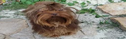 Yorkshire Terrier perros en venta: Exclusivos Yorkshire Exóticos Toy - Anuncio 6