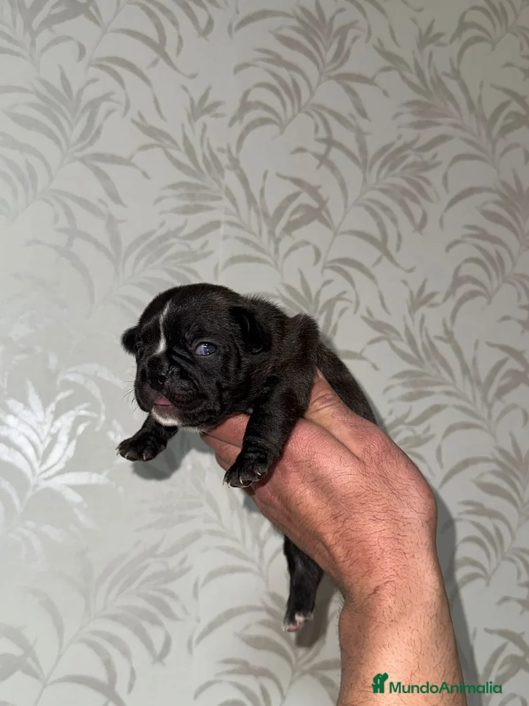 Bulldog Francés perros en venta: Bulldog francés excelente morfología  - Anuncio 5