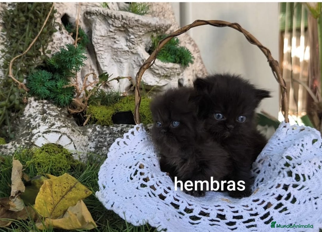 Persa gatos en venta: Gatitos persas  - Imagen 7