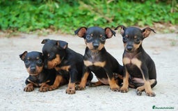 Pinscher Miniatura perros en venta: BELLEZA DE CACHORROS DE MINI PINCHER DISPONIBLES - Anuncio 1