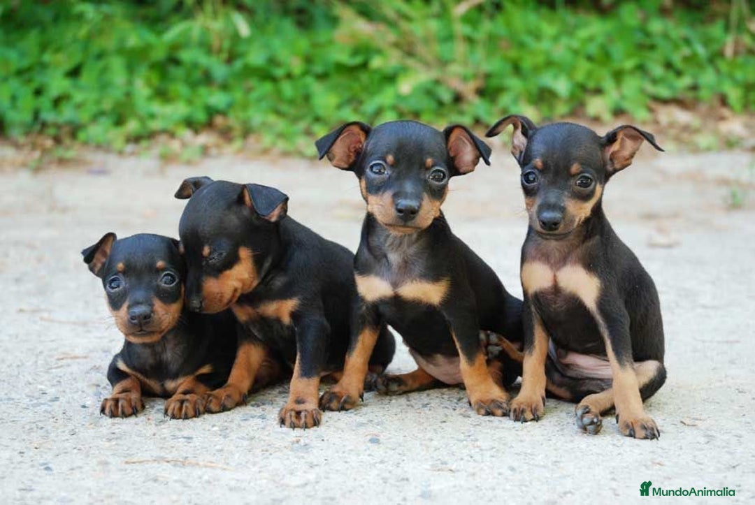 Pinscher Miniatura perros en venta: BELLEZA DE CACHORROS DE MINI PINCHER DISPONIBLES - Anuncio 1