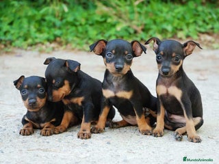 Pinscher Miniatura perros BELLEZA DE CACHORROS DE MINI PINCHER DISPONIBLES - Anuncio 1