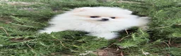 Pomerania perros en venta: Pomerania hembra disponible !!! - Anuncio 7