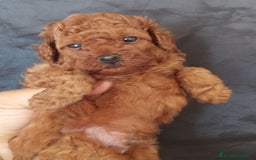 Caniche Toy perros en venta: Adorable bebé de Caniche Rojo Toy - Imagen 2