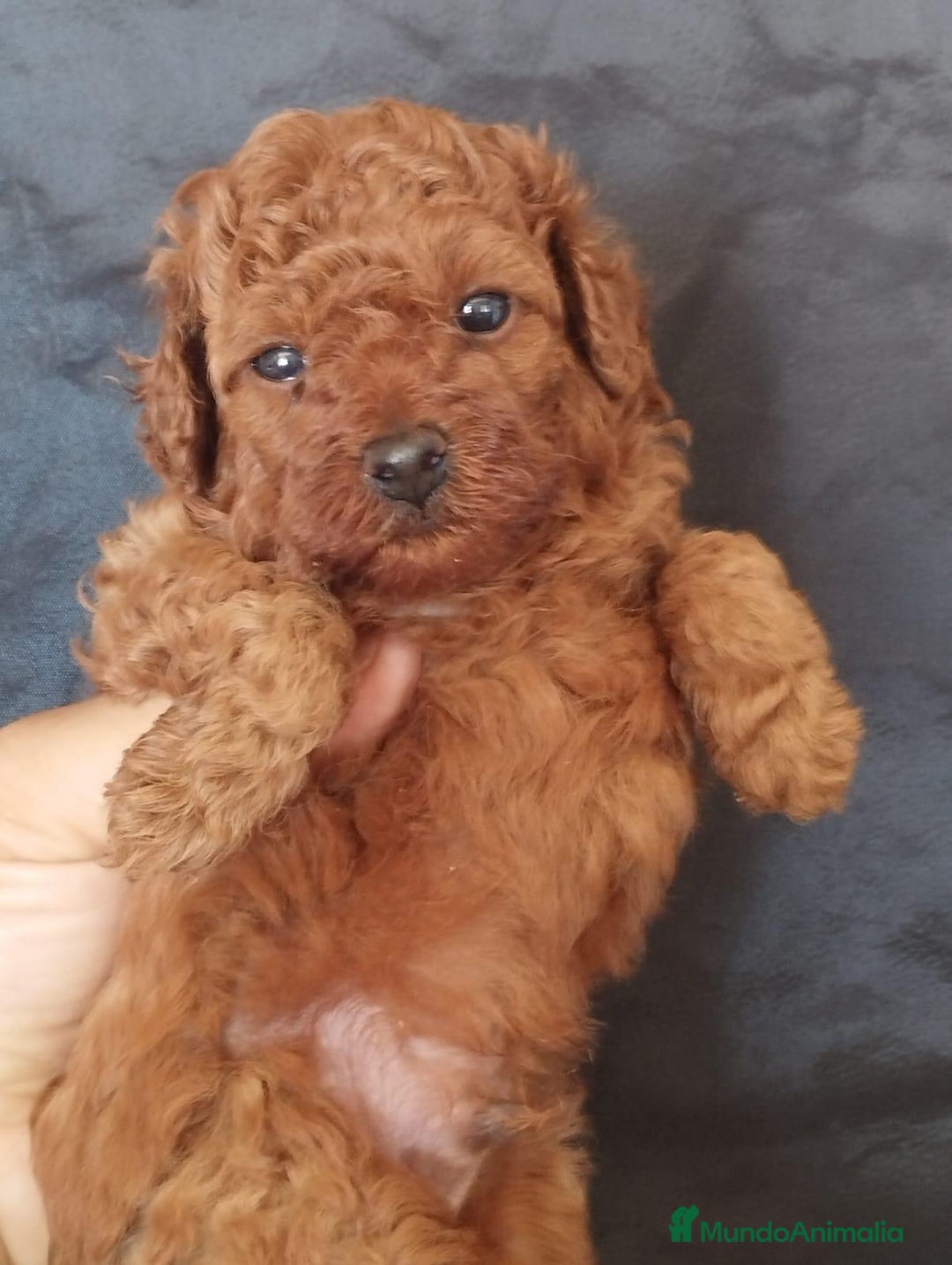 Caniche Toy perros en venta: Adorable bebé de Caniche Rojo Toy - Imagen 2