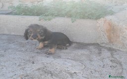 Teckel Miniatura perros en venta: TECKEL MINIATURA - Imagen 7