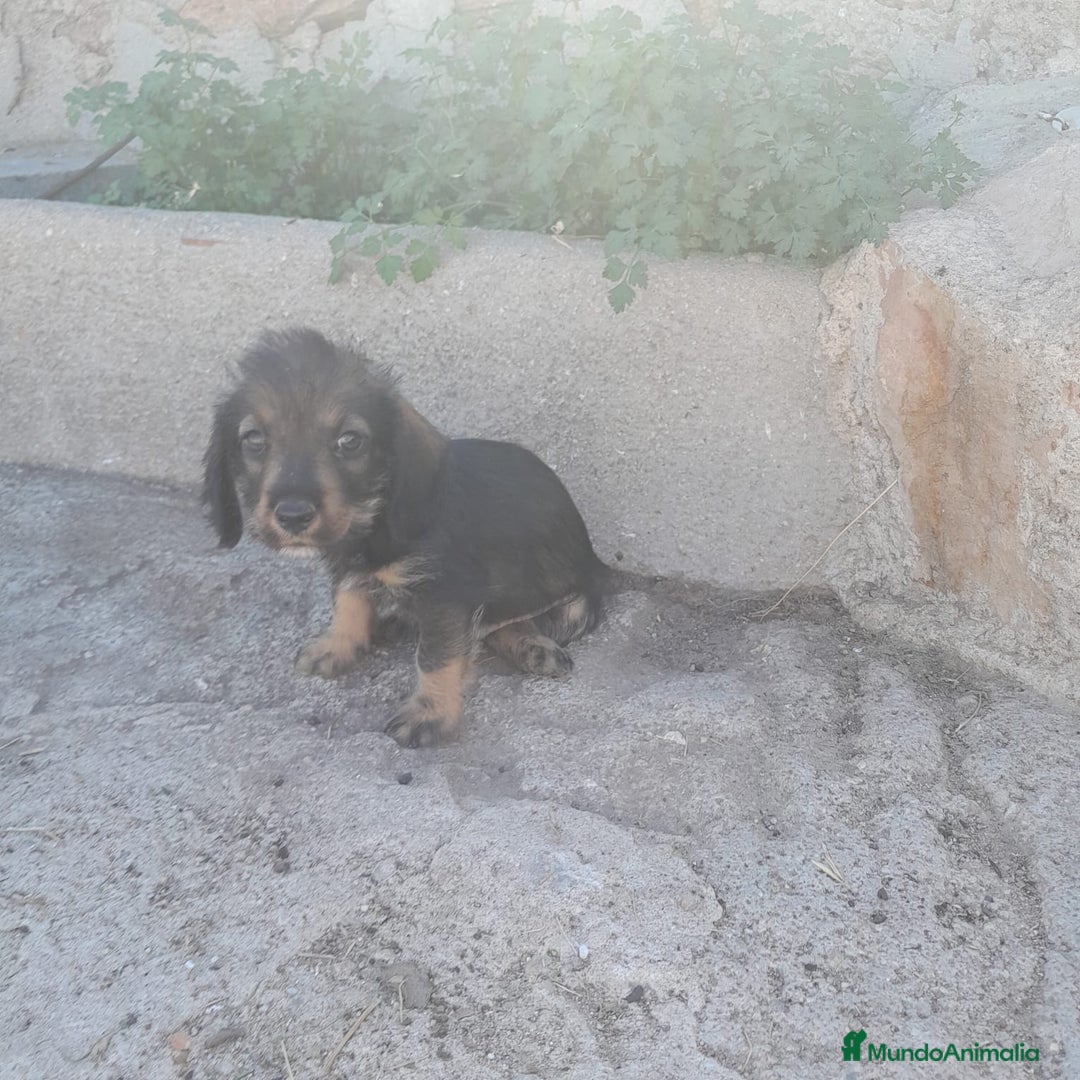 Teckel Miniatura perros en venta: TECKEL MINIATURA - Imagen 7