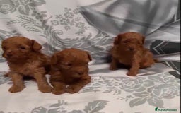 Caniche Toy perros en venta: CANICHE TOY MACHOS Y HEMBRA - Imagen 2