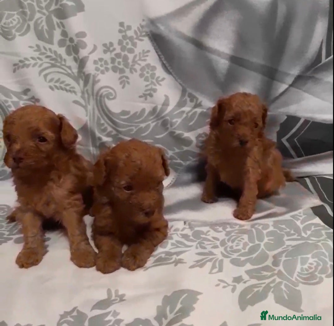 Caniche Toy perros en venta: CANICHE TOY MACHOS Y HEMBRA - Imagen 2