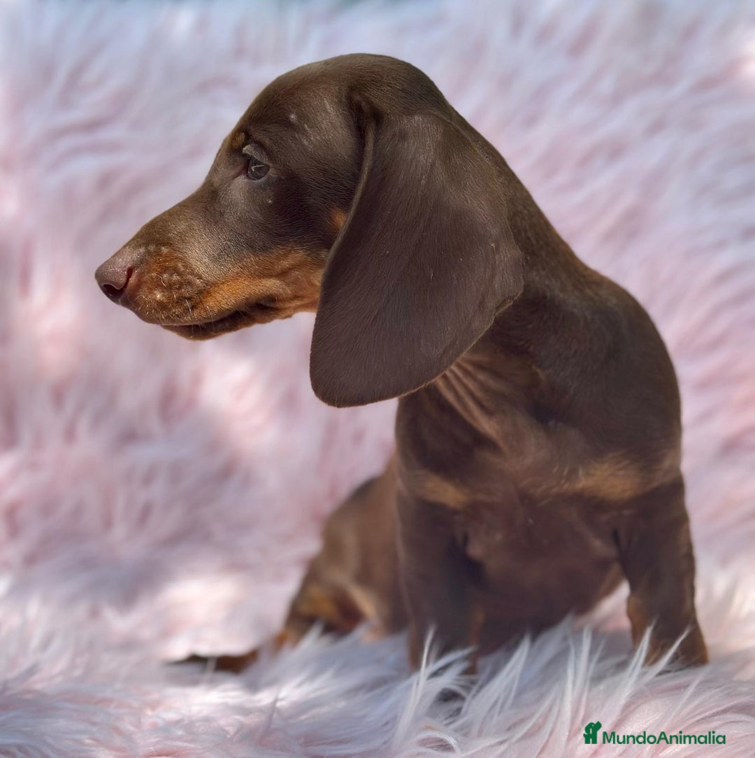 Teckel perros en venta: TECKEL HEMBRA CHOCOLATE  - Imagen 2