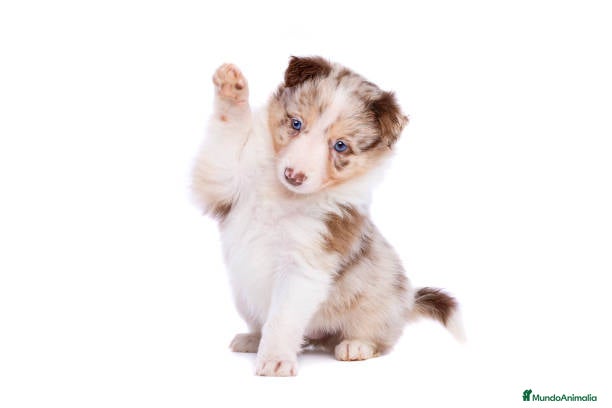 Border Collie perros BORDER COLLIE CACHORROS DESDE 350 € !!! - Anuncio 2