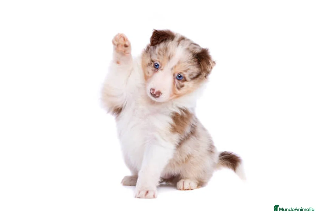 Border Collie perros en venta: BORDER COLLIE CACHORROS DESDE 350 € !!! - Anuncio 2