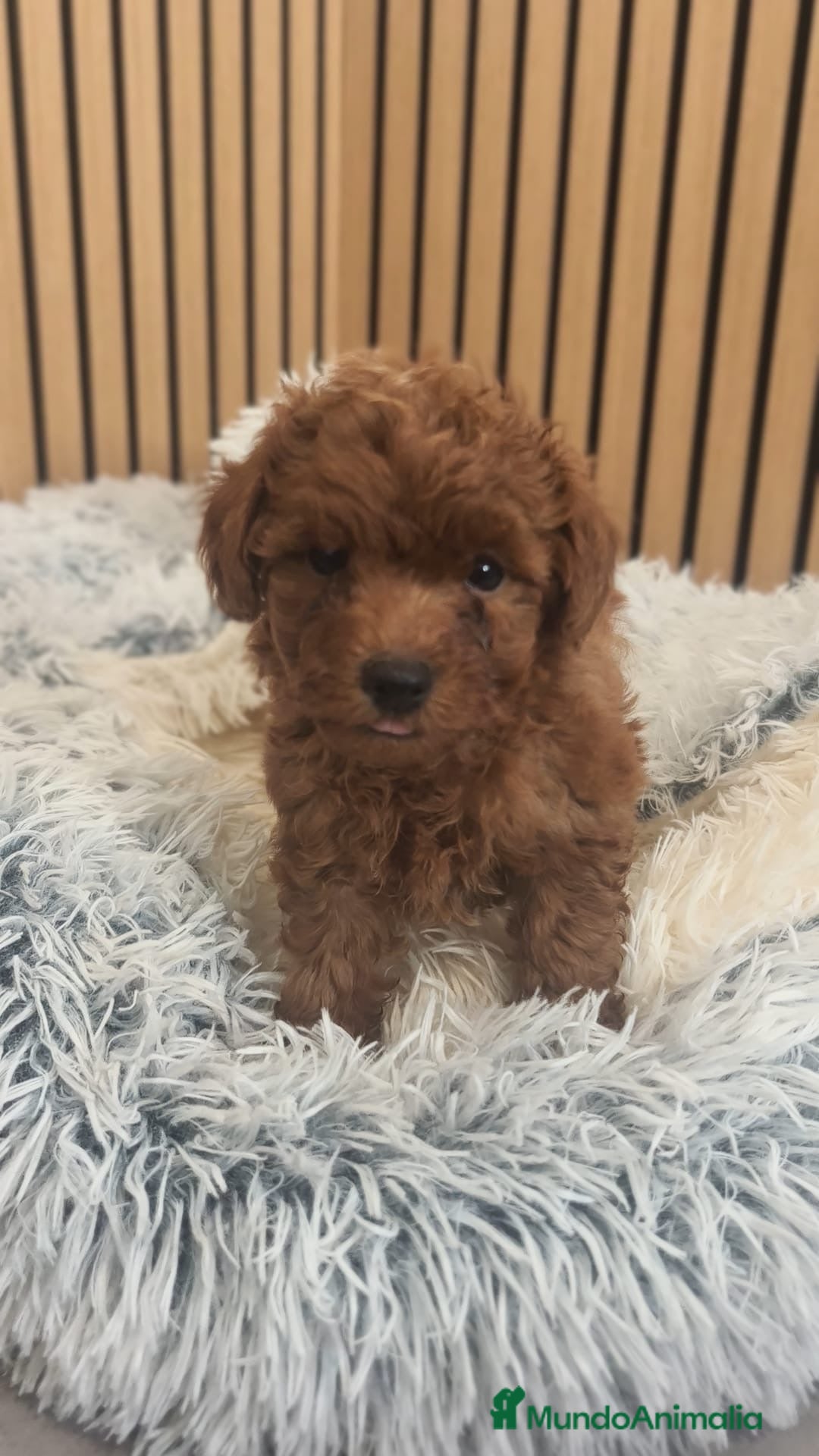 Caniche Toy perros en venta: Caniche toy - Anuncio 3