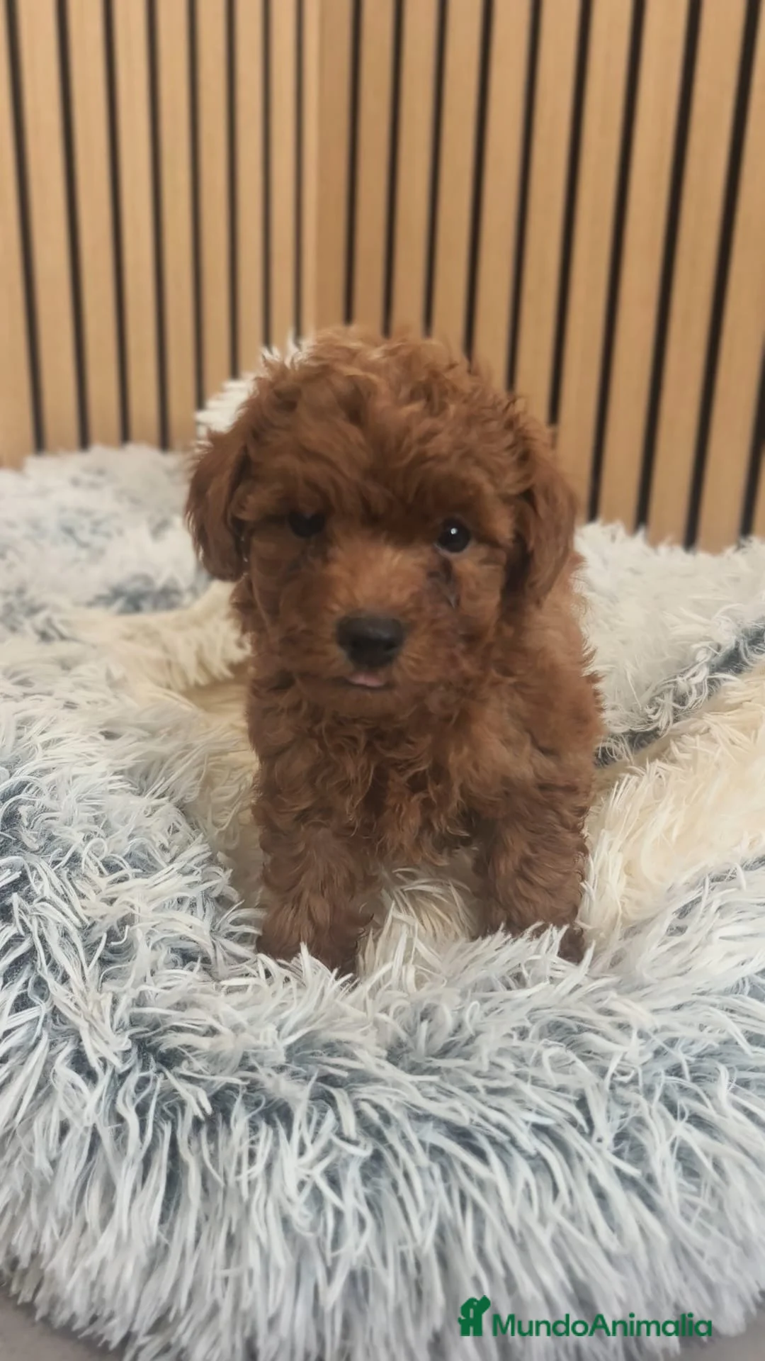 Caniche Toy perros en venta: Caniche toy - Anuncio 1