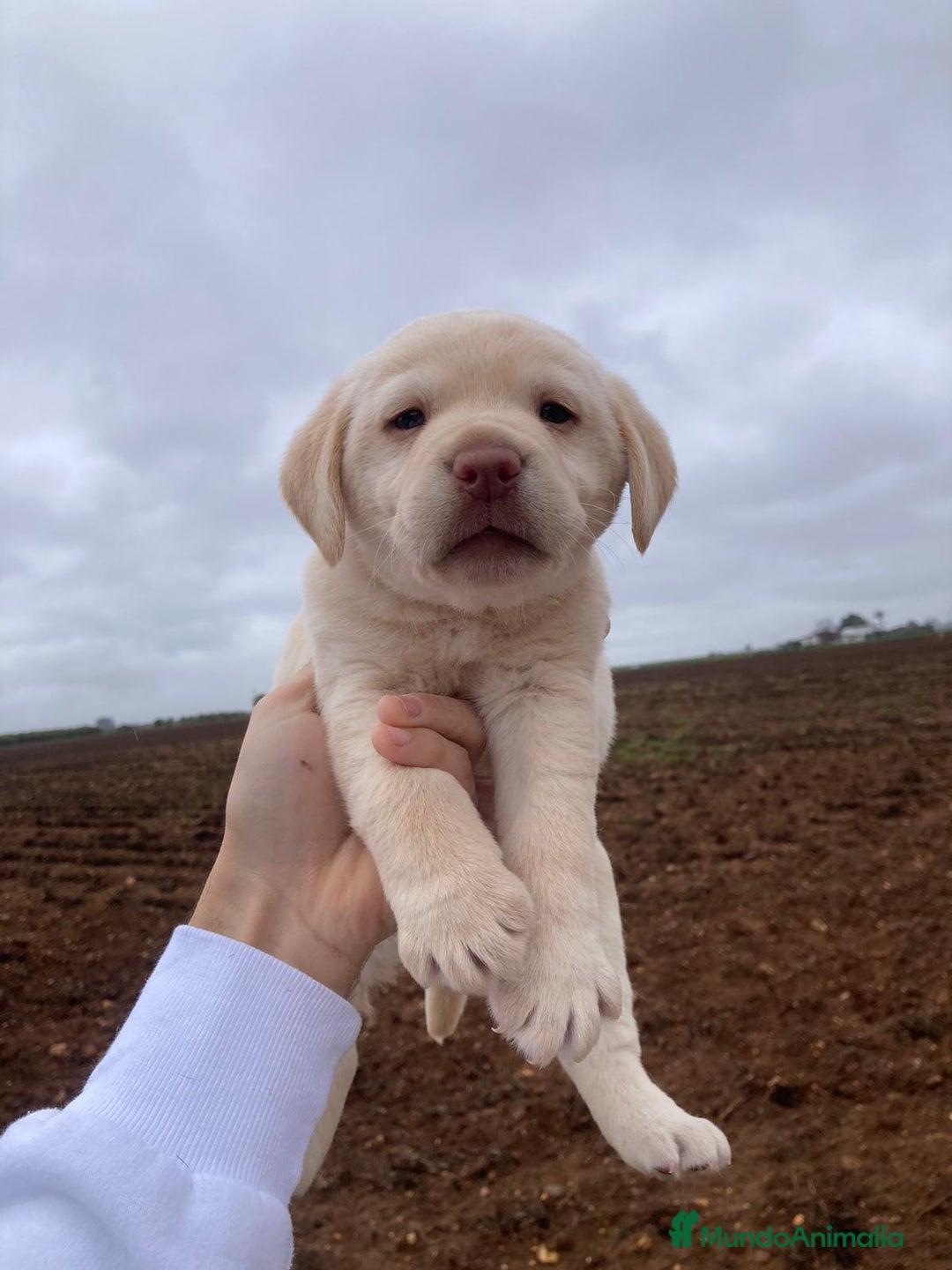 Labrador Retriever perros en venta: Labrador retriever  - Anuncio 4