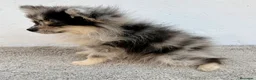 Pomerania perros en venta: Lulu Pomerania tri blue - Anuncio 8