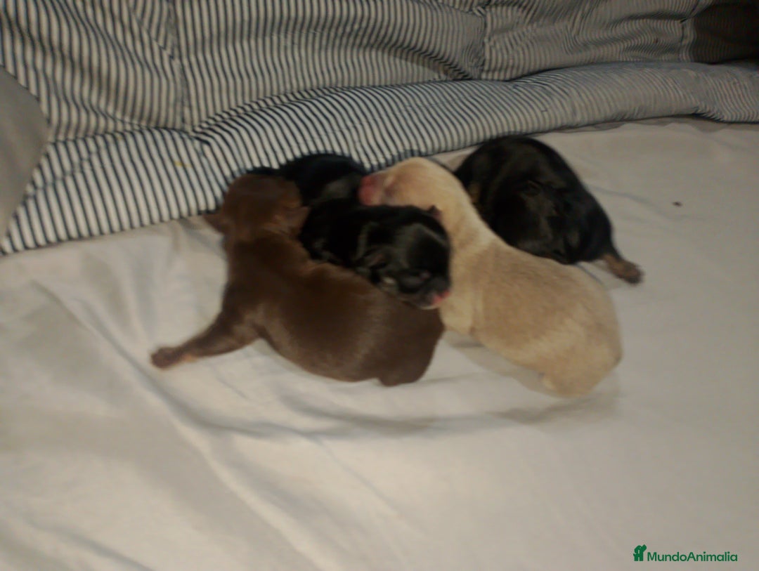 Chihuahua perros en venta: Cachorro de chihuahua enano  - Anuncio 1