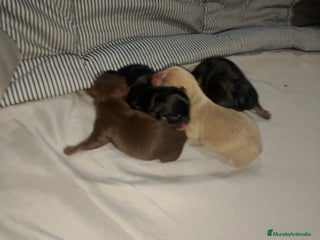 Chihuahua perros Cachorro de chihuahua enano - Anuncio 1