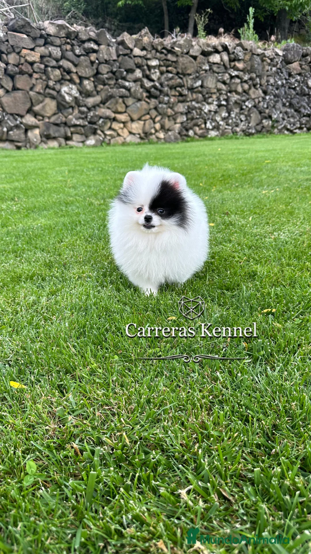 Pomerania perros en venta: 💖 Exclusiva Pomerania Miniatura Panda 🐼  - Anuncio 5