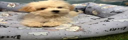 Maltipoo perros en venta: Maltipoo Toy fotos reales y actuales!!! - Anuncio 2