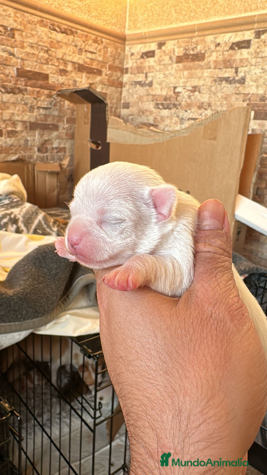 Chihuahua perros en venta: Chihuahua  - Anuncio 1