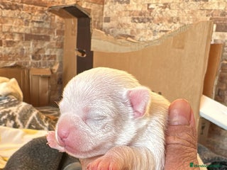 Chihuahua perros Chihuahua - Anuncio 1