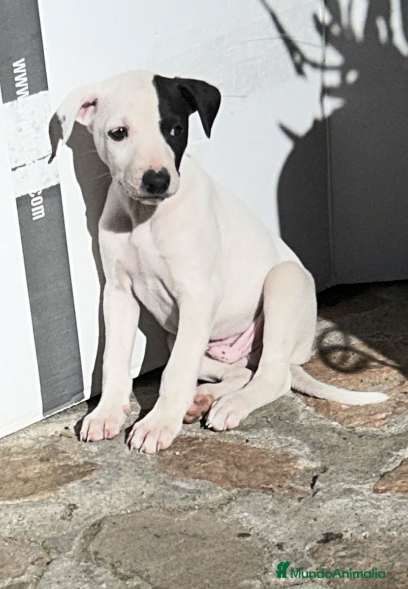 Whippet perros Preciosos whippet - Anuncio 32