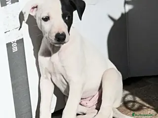 Whippet perros Preciosos whippet - Anuncio 32