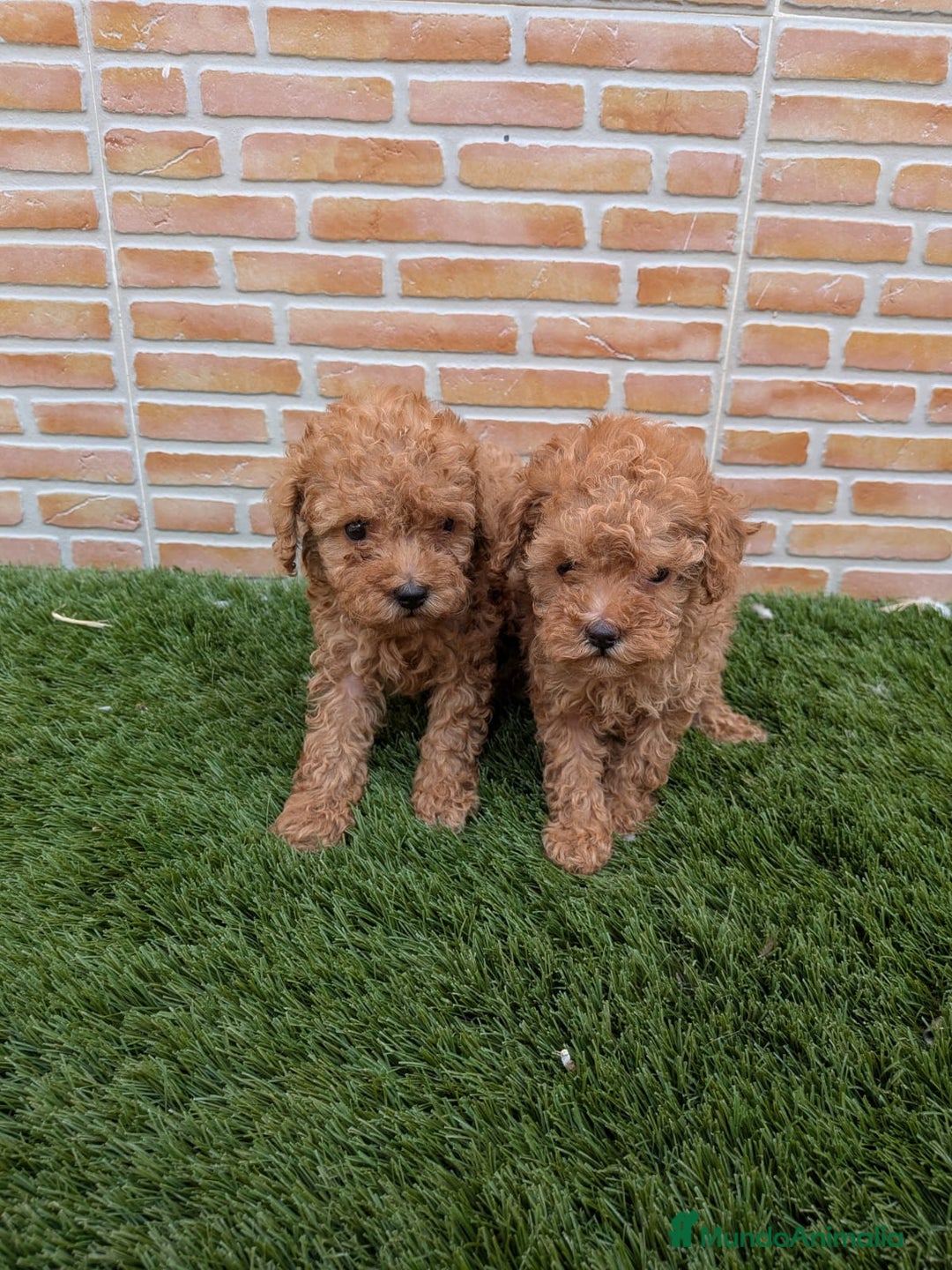 Caniche Toy perros en venta: Caniche toy  - Anuncio 3