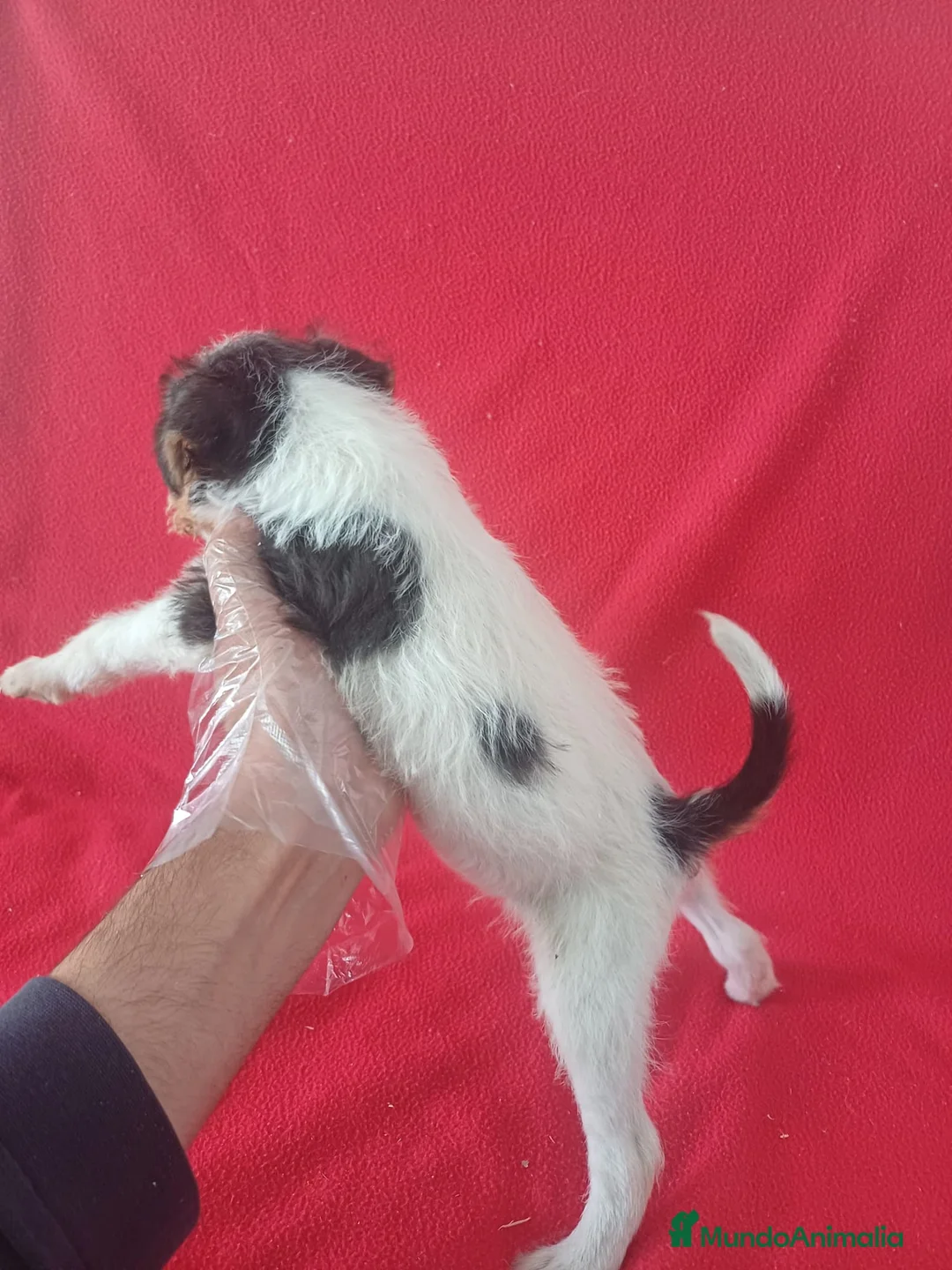 Fox Terrier de Pelo Duro perros en venta: Foxterrier Pelo Duro  - Anuncio 2