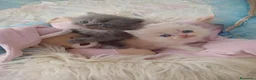 Persa gatos en venta: Gatitos persa himalayo  - Anuncio 14