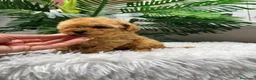 Caniche Toy perros en venta: CANICHE TOY-MUY PEQUEÑITO - Anuncio 20
