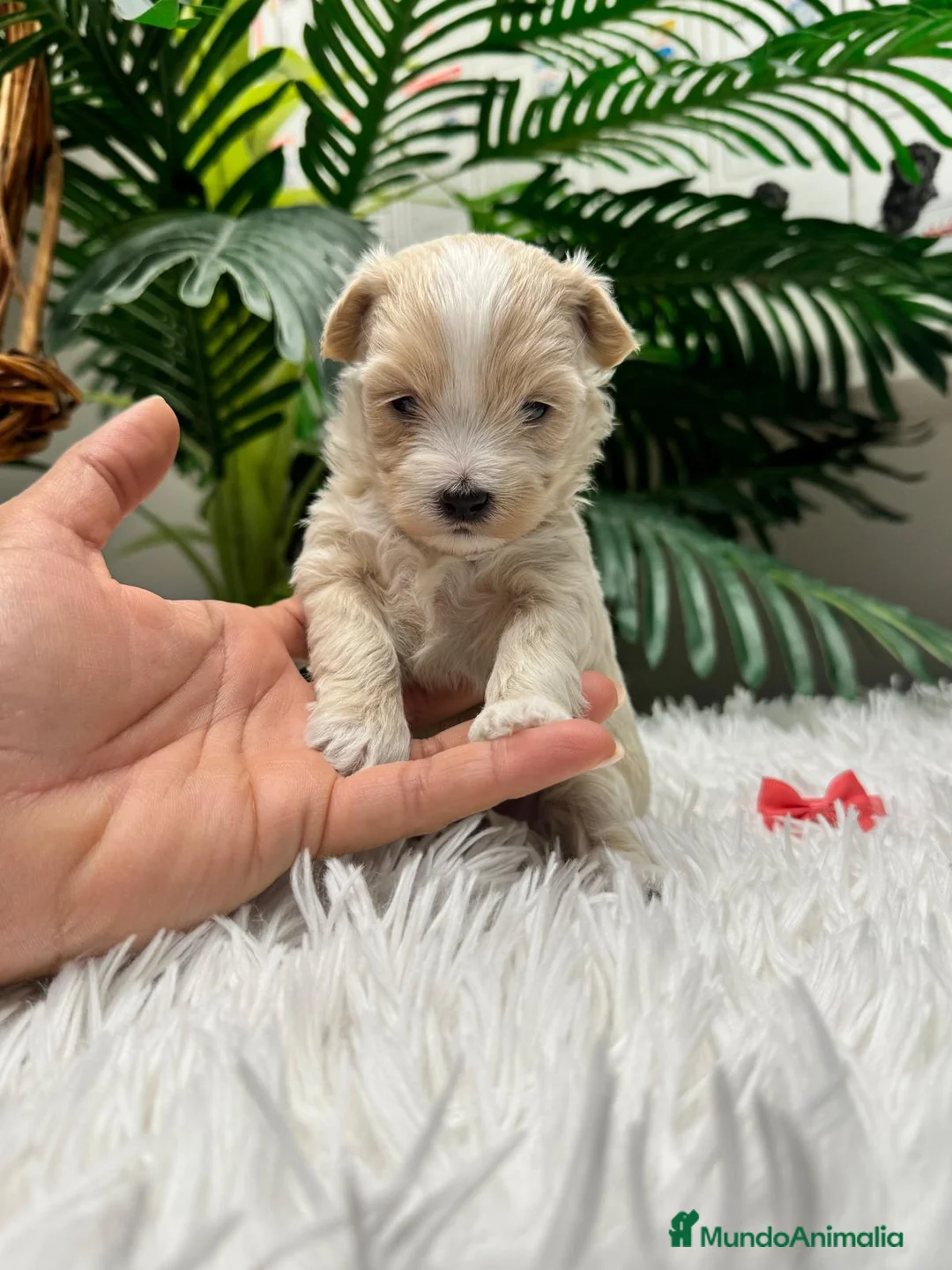 Maltipoo perros en venta: MALTIPOO 💙 - Anuncio 2