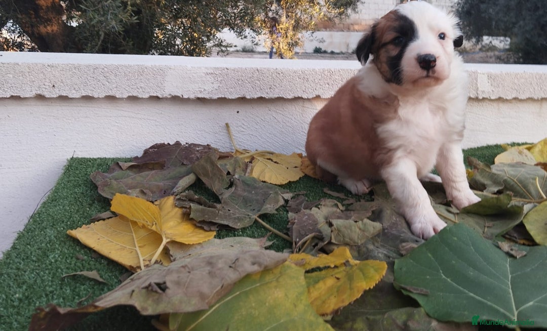 Border Collie perros en venta: GRAN CAMADA DE BORDER COLLIE - Imagen 11