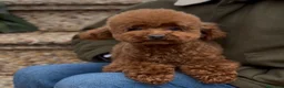 Caniche Toy perros en venta: CANICHE TOY MACHO Y HEMBRA en Ciudad Real - Anuncio 2