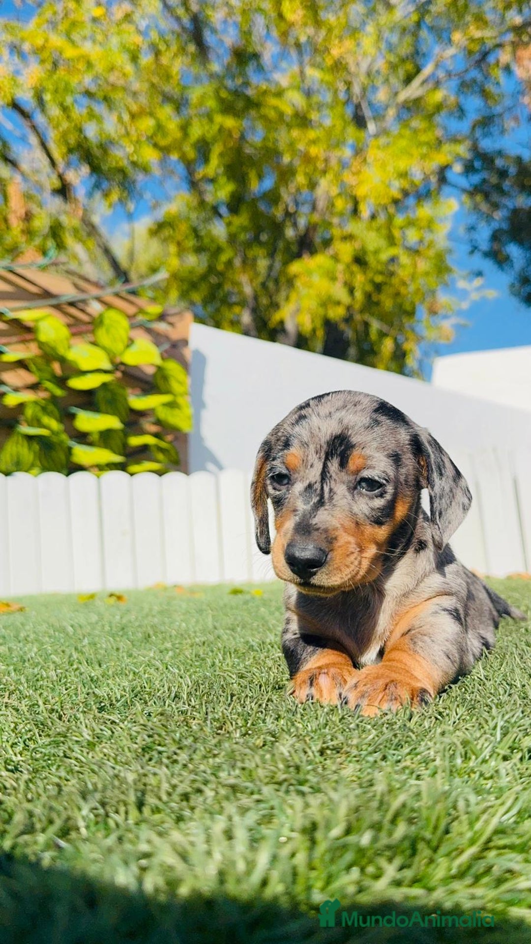 Teckel Miniatura perros en venta: TECKEL MINIATURA HEMBRA - Anuncio 3